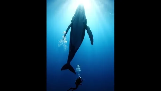 斗罗大陆免费完整观看200集 - 深蓝星球：探索海洋深处的未知世界